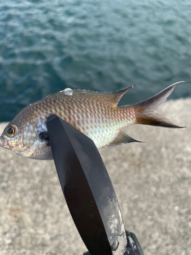 スズメダイの釣果