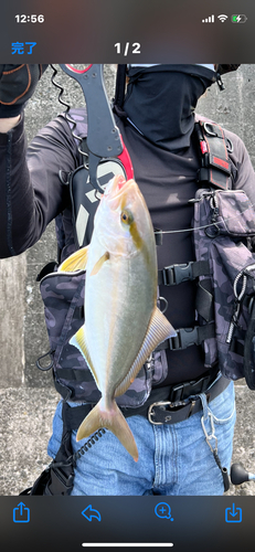 ショゴの釣果