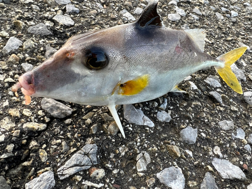 ギマの釣果