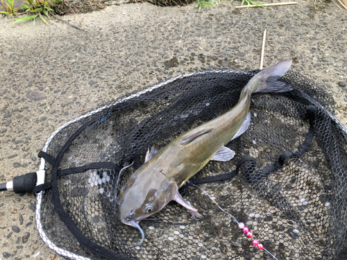 アメリカナマズの釣果