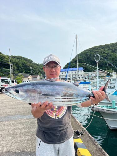 カツオの釣果