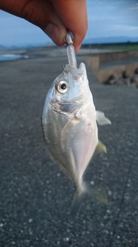 メッキの釣果