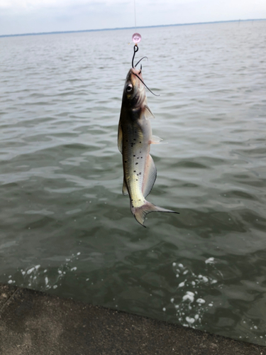 アメリカナマズの釣果