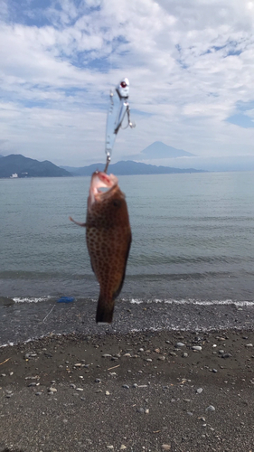 オオモンハタの釣果