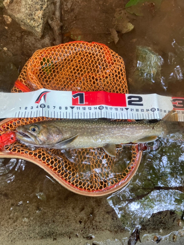 ニッコウイワナの釣果