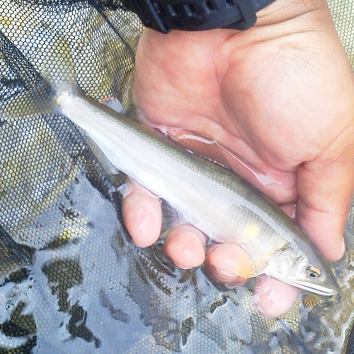 アユの釣果