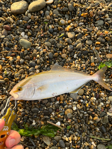 ショゴの釣果