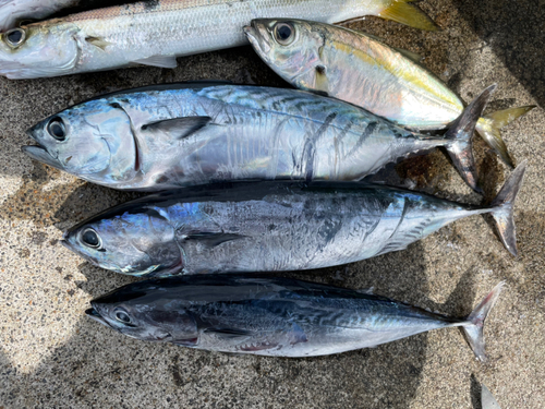 ヒラソウダの釣果