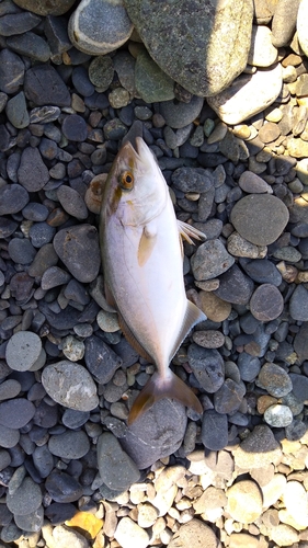 ショゴの釣果