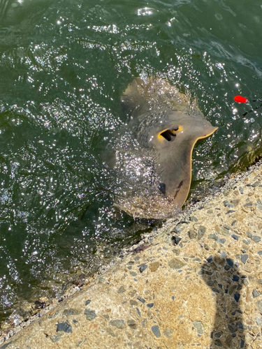 アカエイの釣果