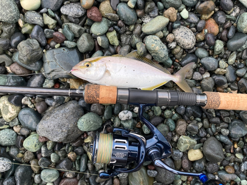 ショゴの釣果