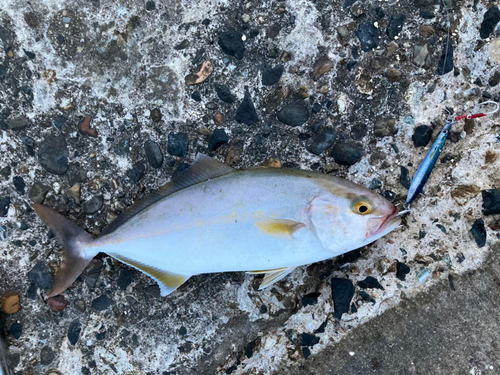 ショゴの釣果