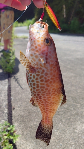 オオモンハタの釣果