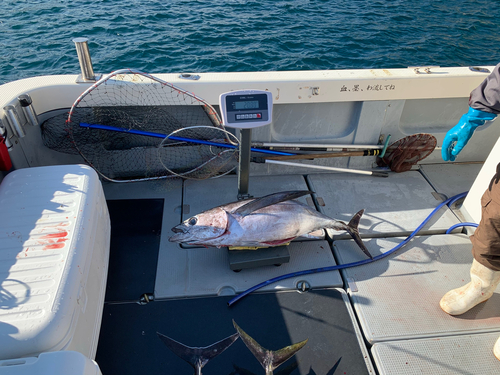 メバチマグロの釣果