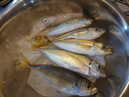 アジの釣果