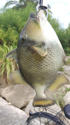 ゴマモンガラの釣果