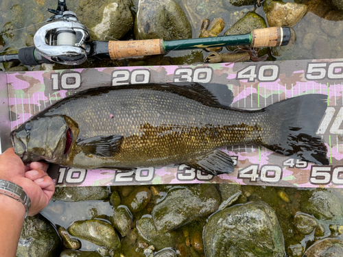 スモールマウスバスの釣果