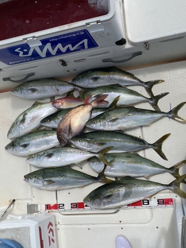 ハマチの釣果