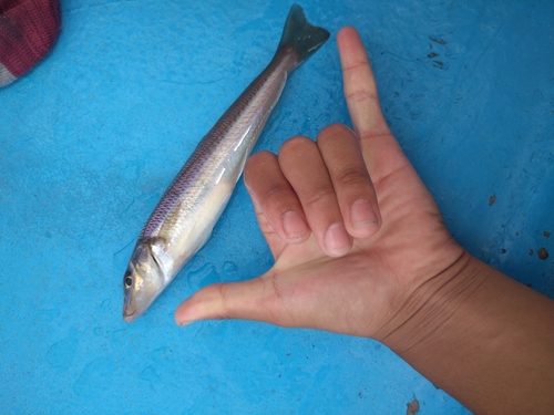 キスの釣果