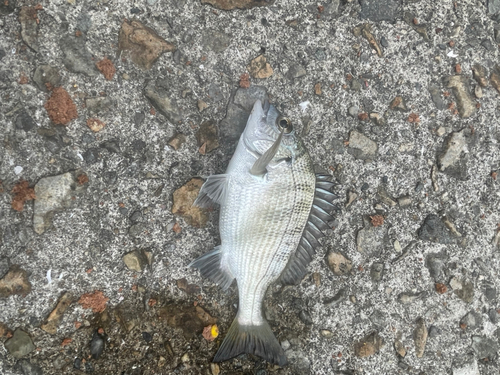 クロダイの釣果