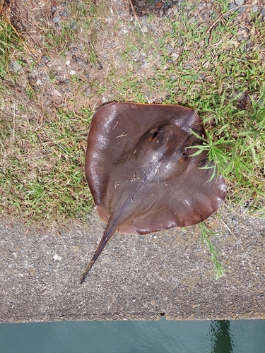 エイの釣果