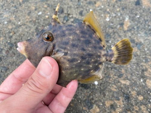 カワハギの釣果