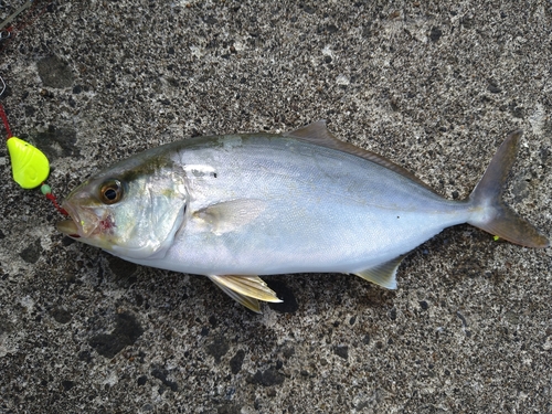 ショゴの釣果