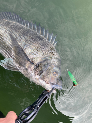 チヌの釣果