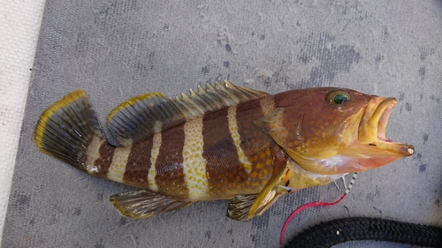 アオハタの釣果