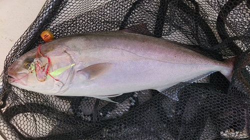 カンパチの釣果