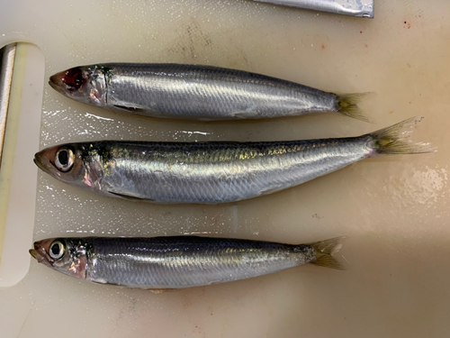 ウルメイワシの釣果