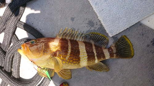 アオハタの釣果