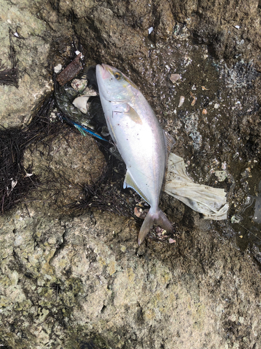 ショゴの釣果