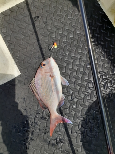 カワハギの釣果