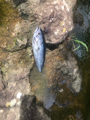 マルソウダの釣果