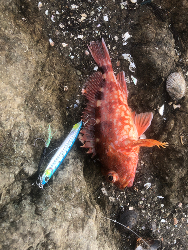 カサゴの釣果