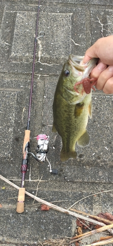 ブラックバスの釣果