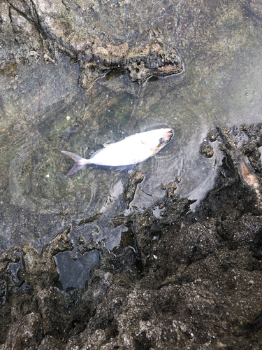 ショゴの釣果