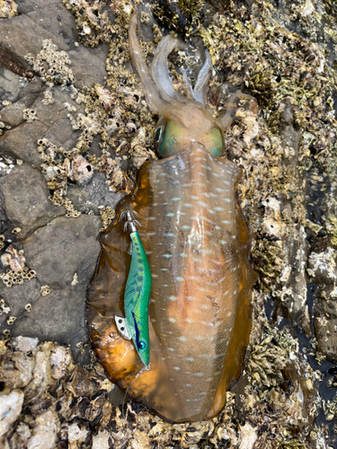 アオリイカの釣果