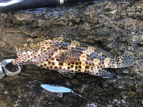 カンモンハタの釣果