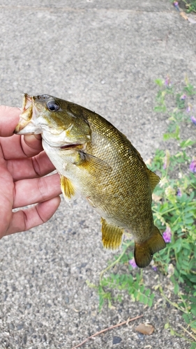 スモールマウスバスの釣果