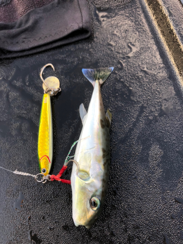 シロサバフグの釣果