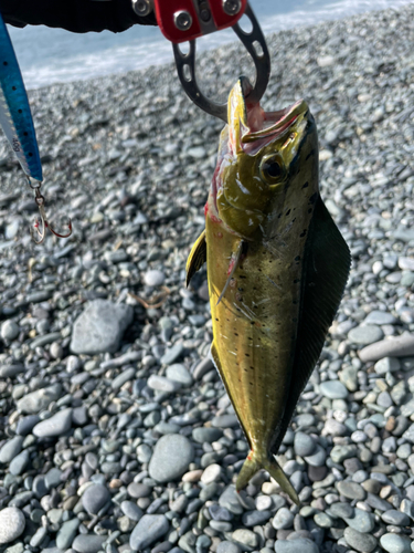 ワカシの釣果