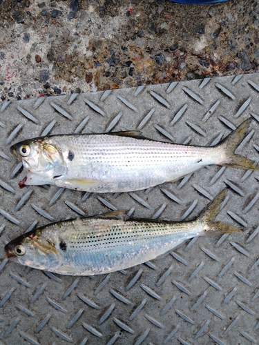 コノシロの釣果