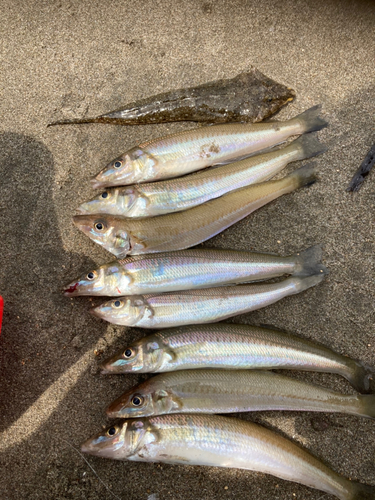 シロギスの釣果