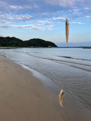 キスの釣果