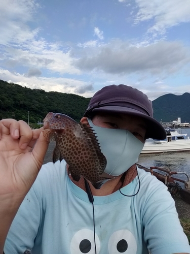 オオモンハタの釣果