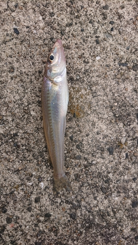 キスの釣果