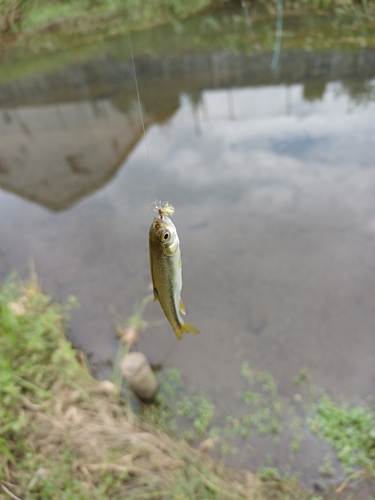 カワムツの釣果