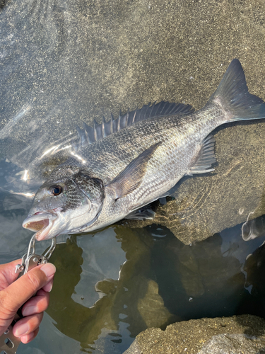 クロダイの釣果